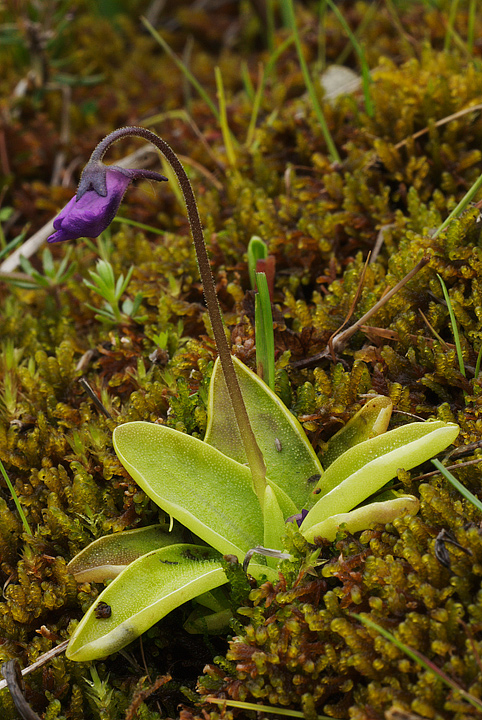 Pinguicula vulgaris / Pinguicola comune